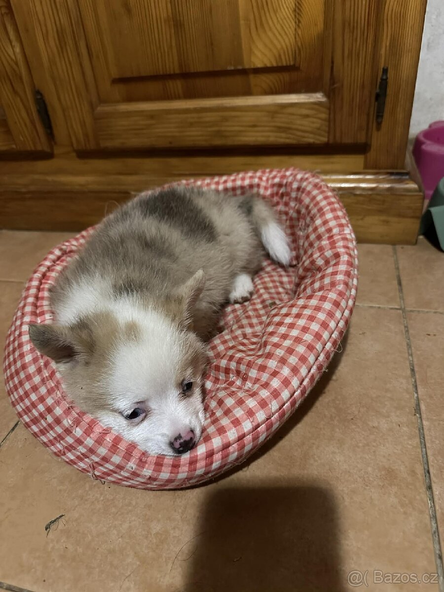 Prodám štěňátko - čivava - 5