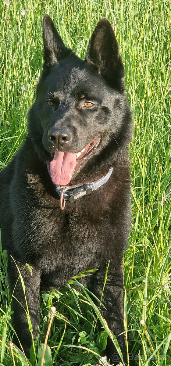 Německý ovčák -krytí - celočerný - 5