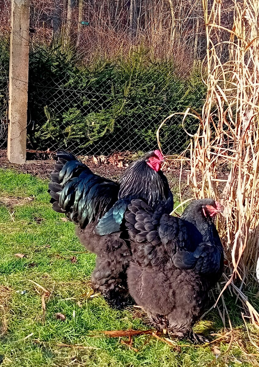 Brahmanka velká - násadbová vajíčka - 5