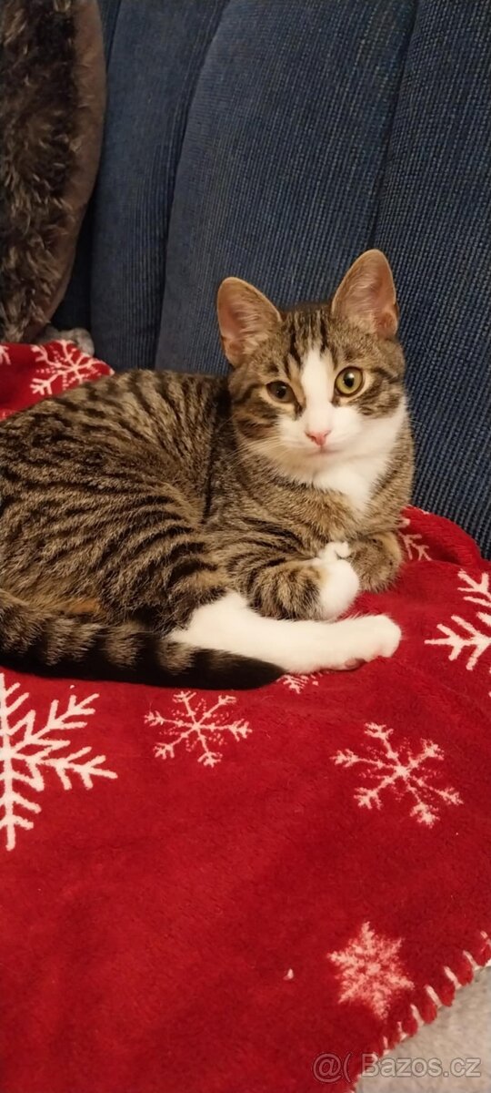 Hledá se domov pro nalezeného kocourka - 5