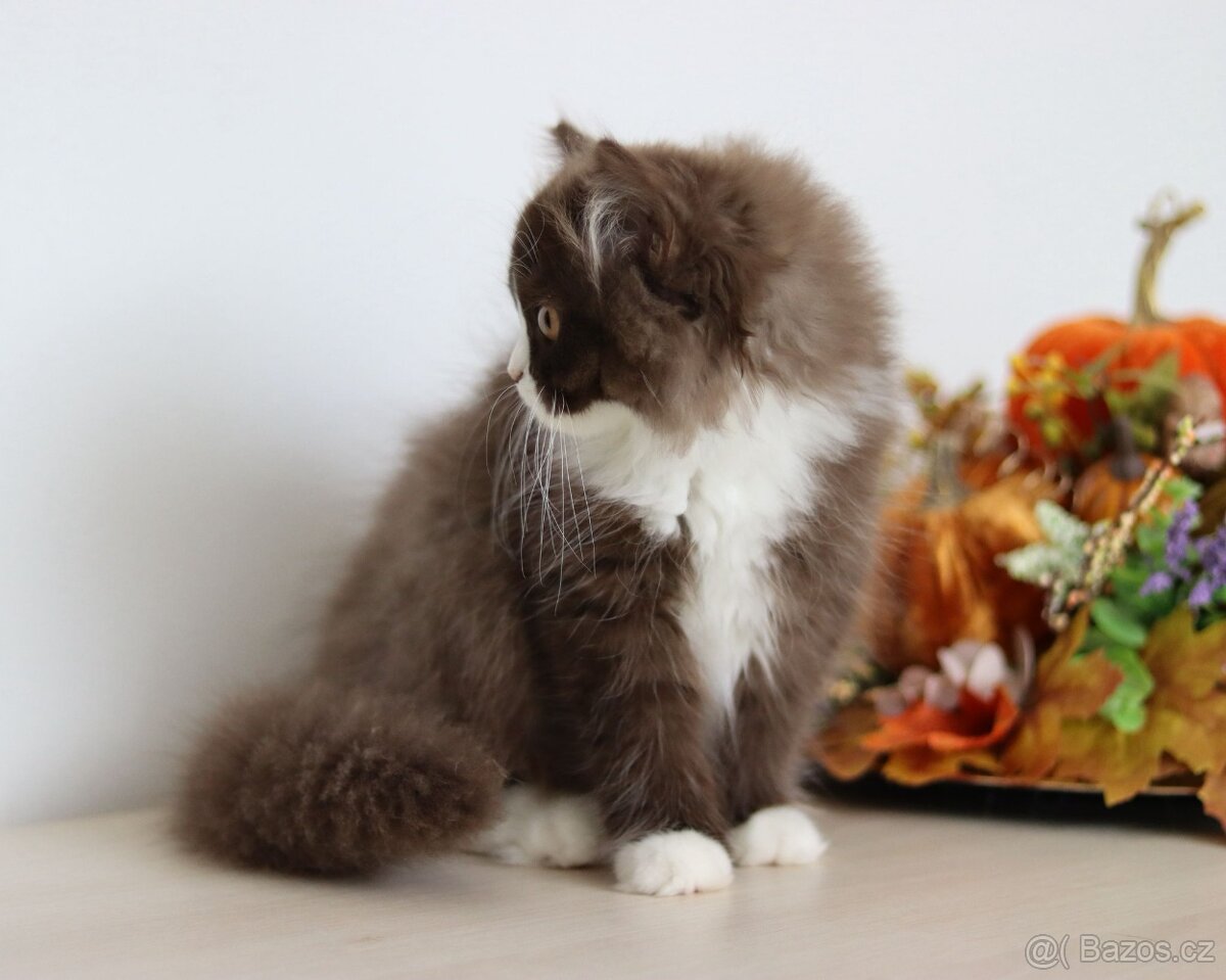Britská dlouhosrstá koťátka s PP - 5