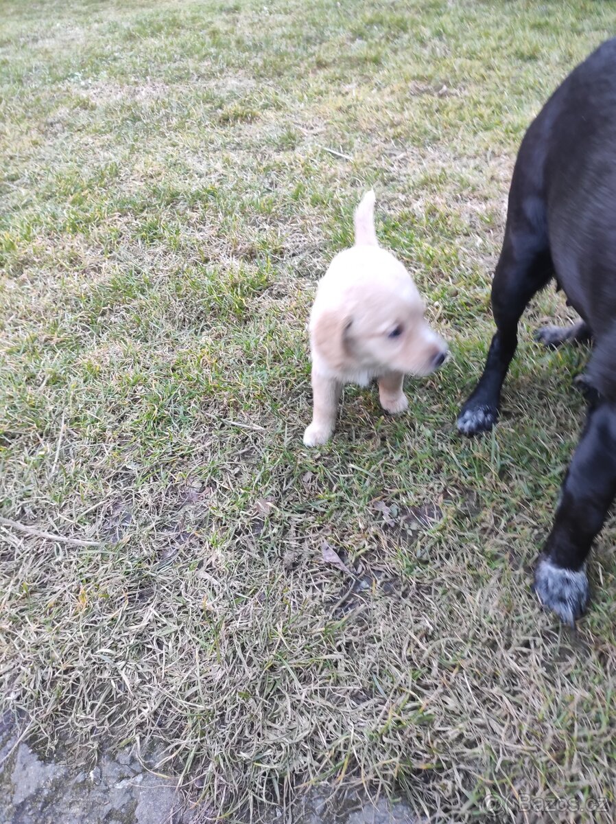 Prodej štěňat - 5