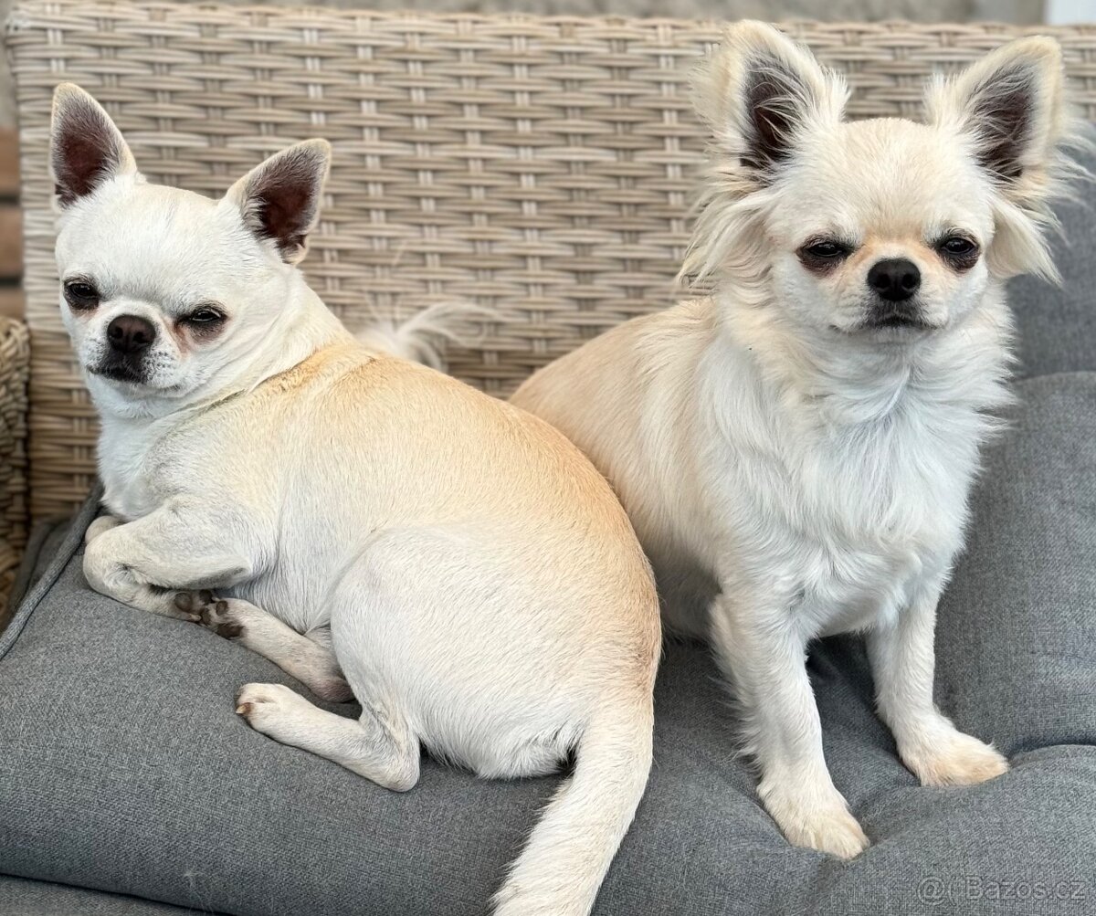 Čivava krátkosrstá s PP - 5