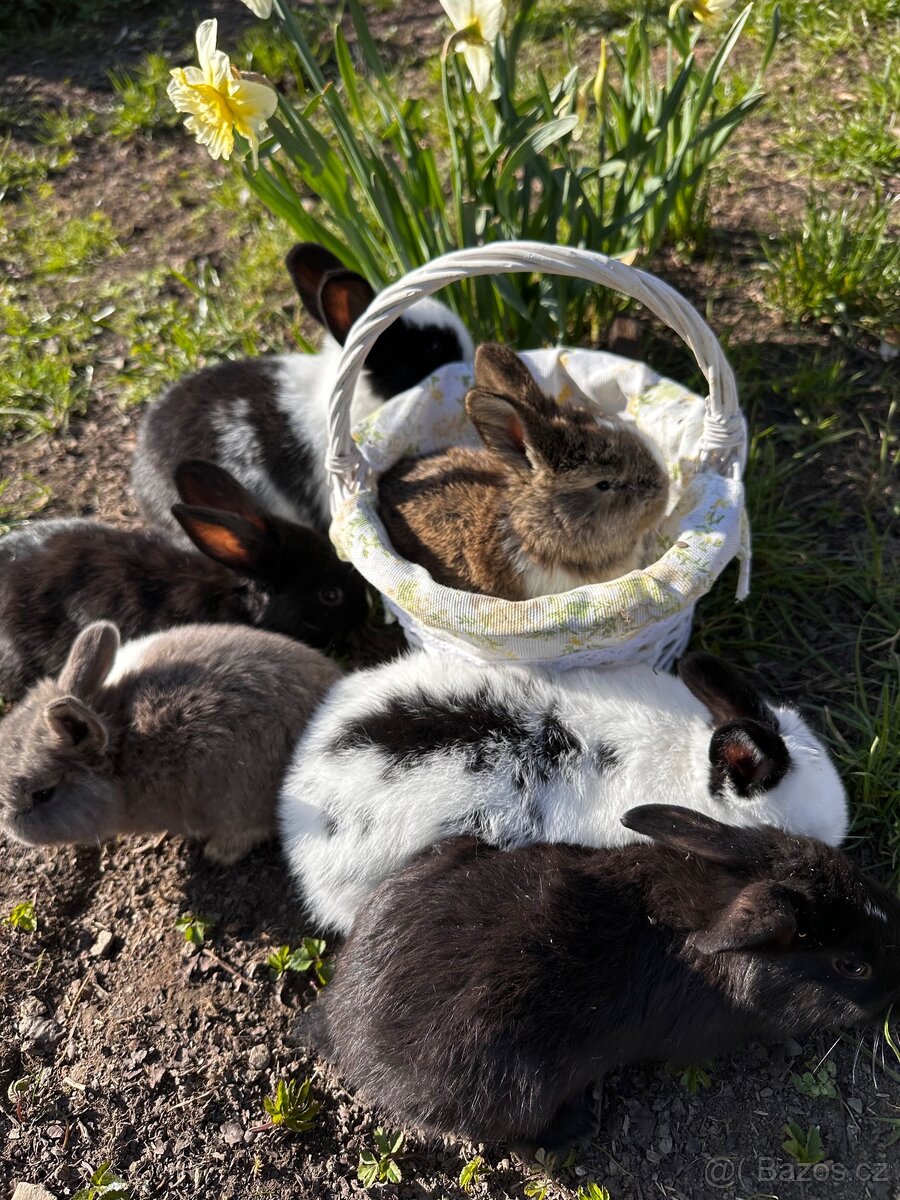 Králíci - 5