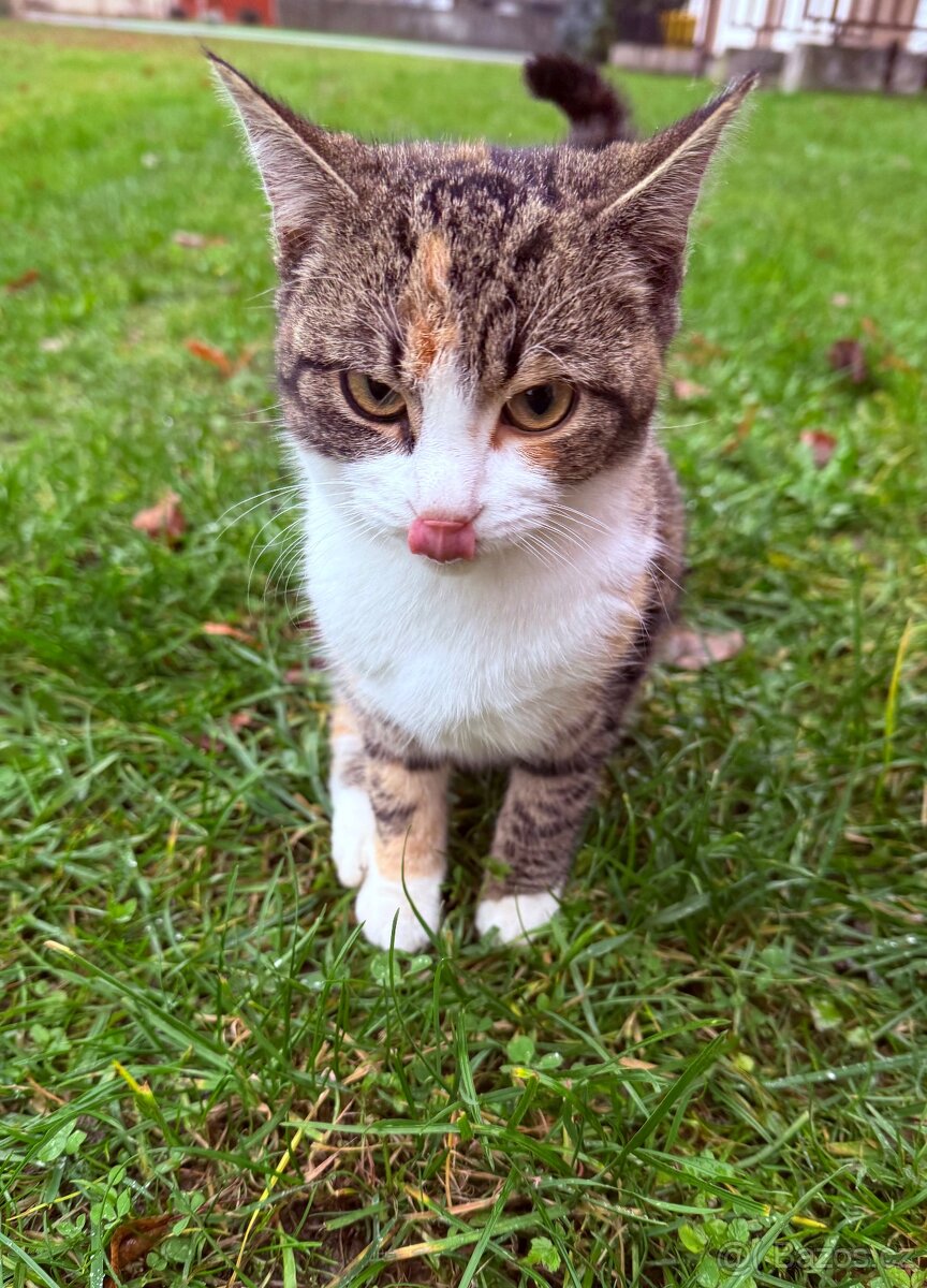 Nový domov pro koťátka - 5