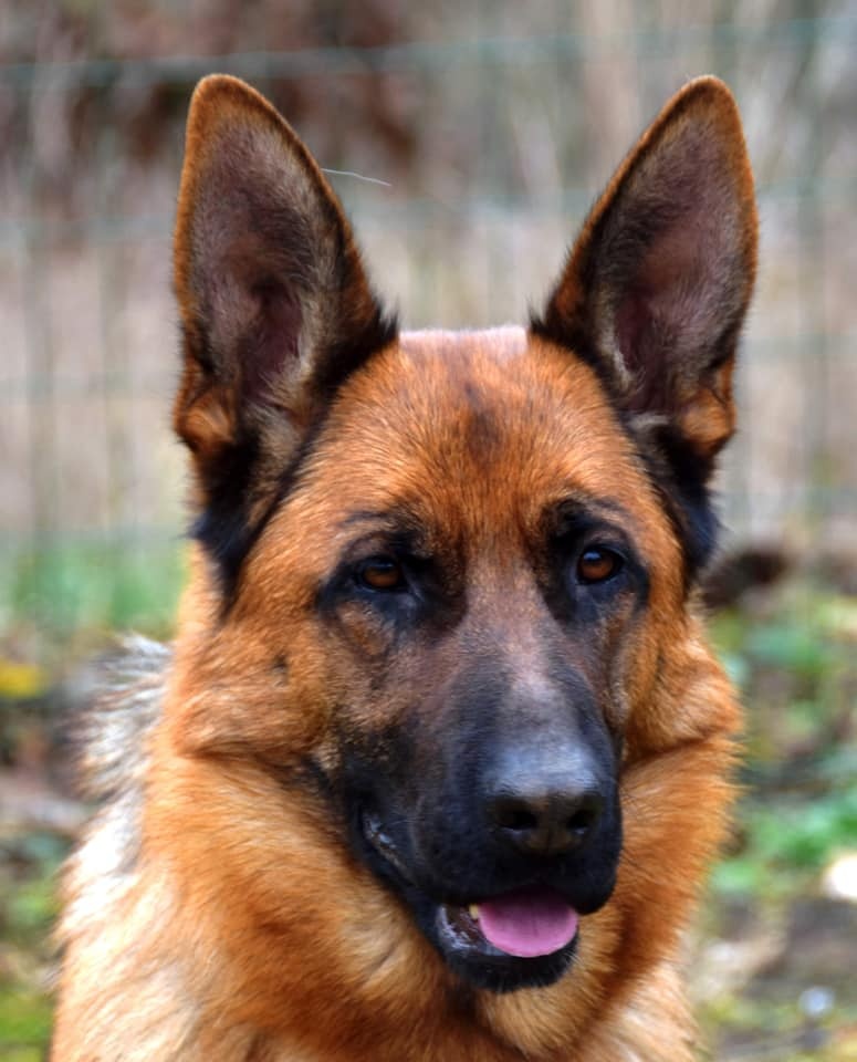 Německý ovčák štěňata - Rokycany - 5