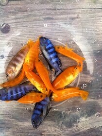 TLAMOVCI TANGANIKA MALAWI - 5