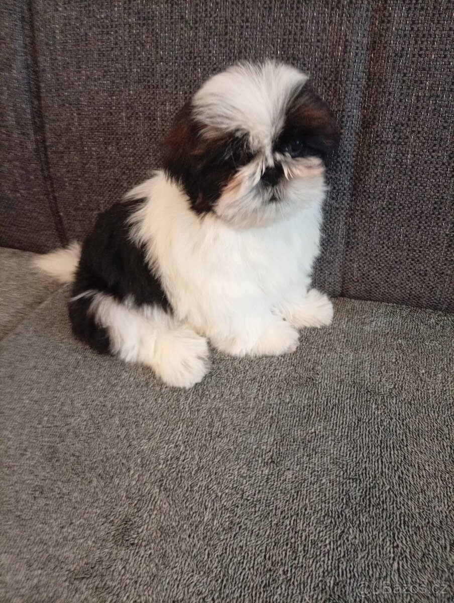 SHIH-TZU - 5