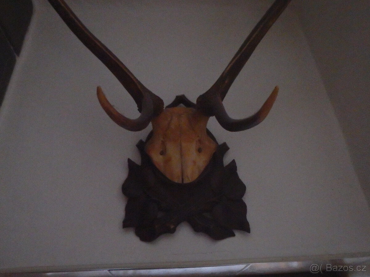 2x JELENÍ PAROHY - 5