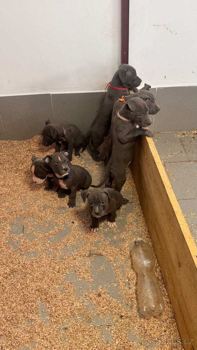 Americký stafordširský teriér - 5