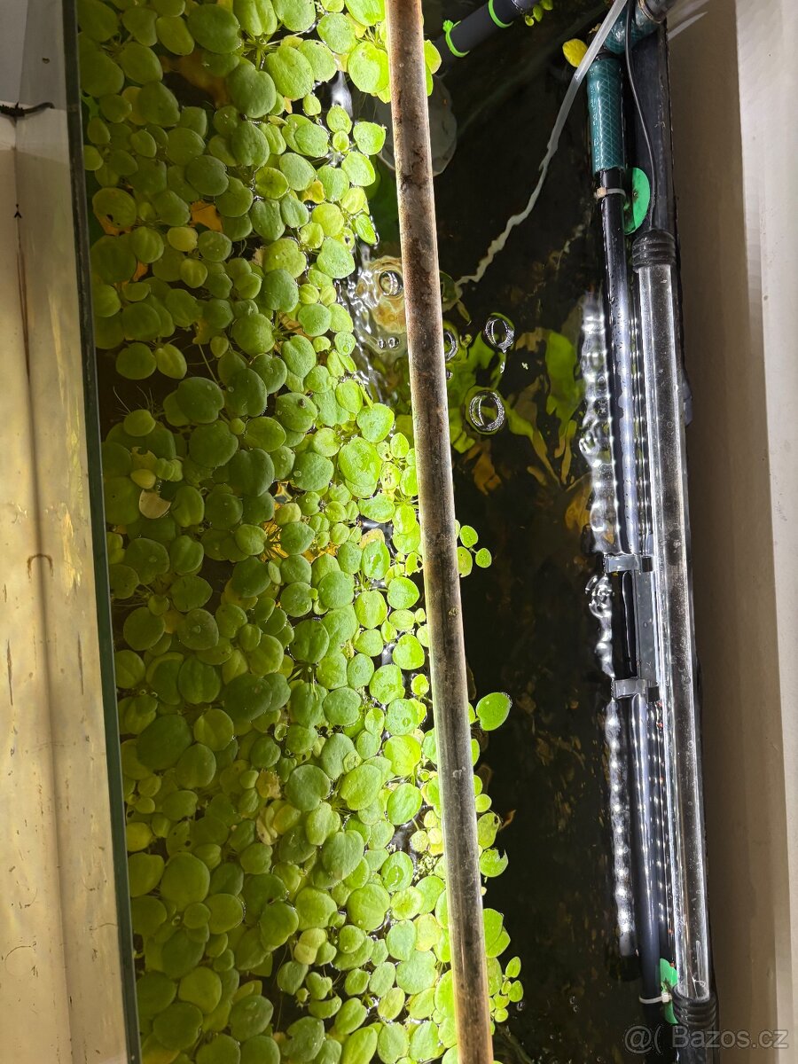 Prodám Axolotla - Akvarium s vybavením - 5