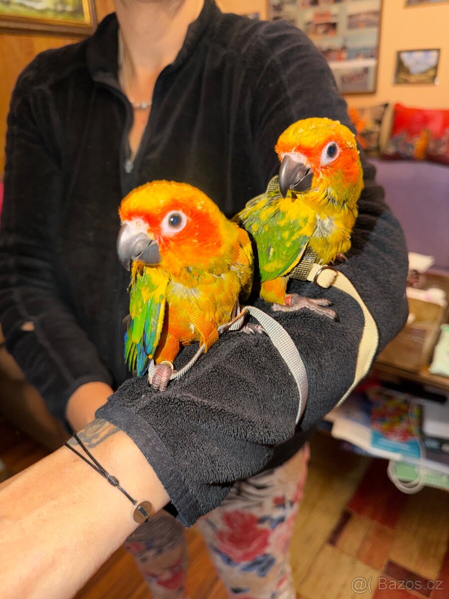 Aratinga sluneční - 5