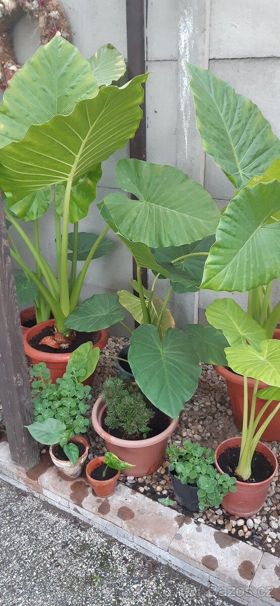 Kolokazie jedlá-Taro - 5