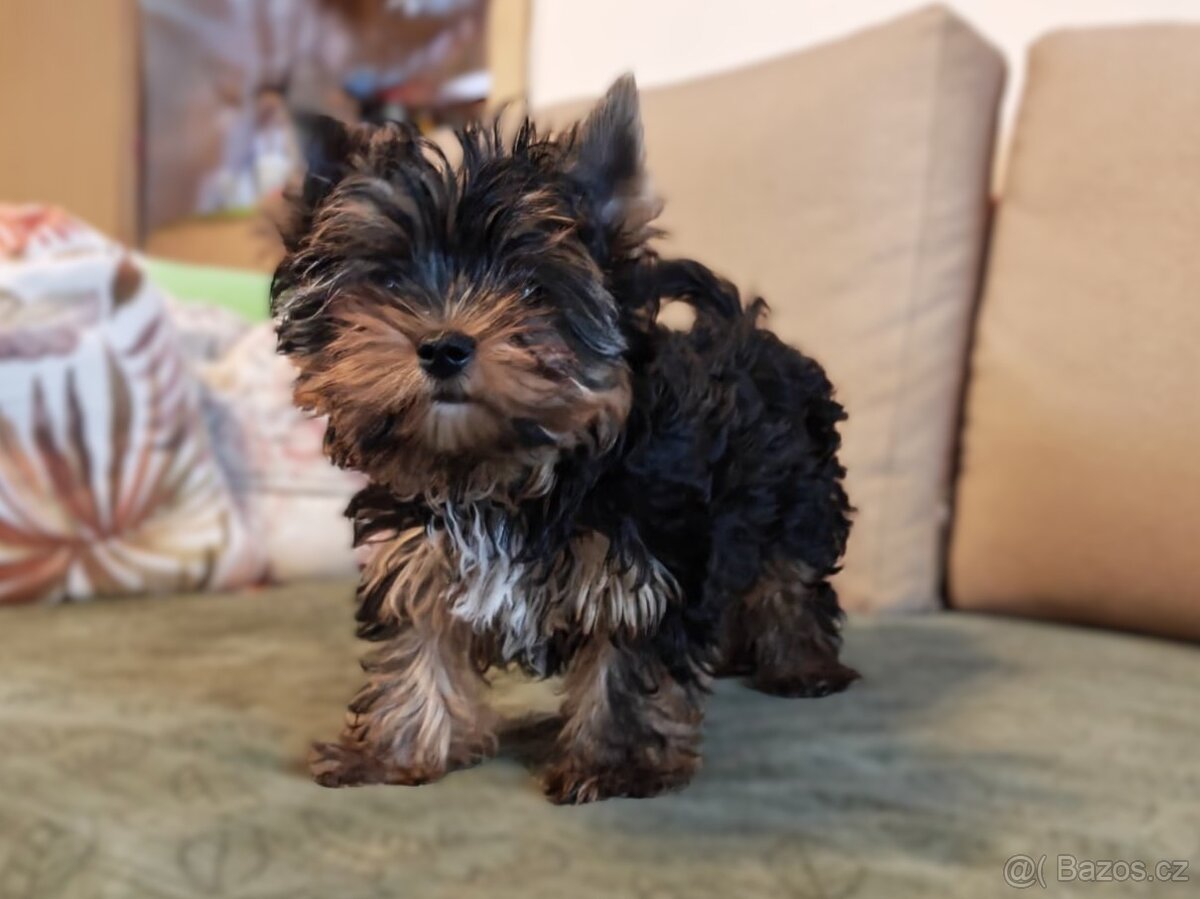 Jorkšírský teriér s PP - 5