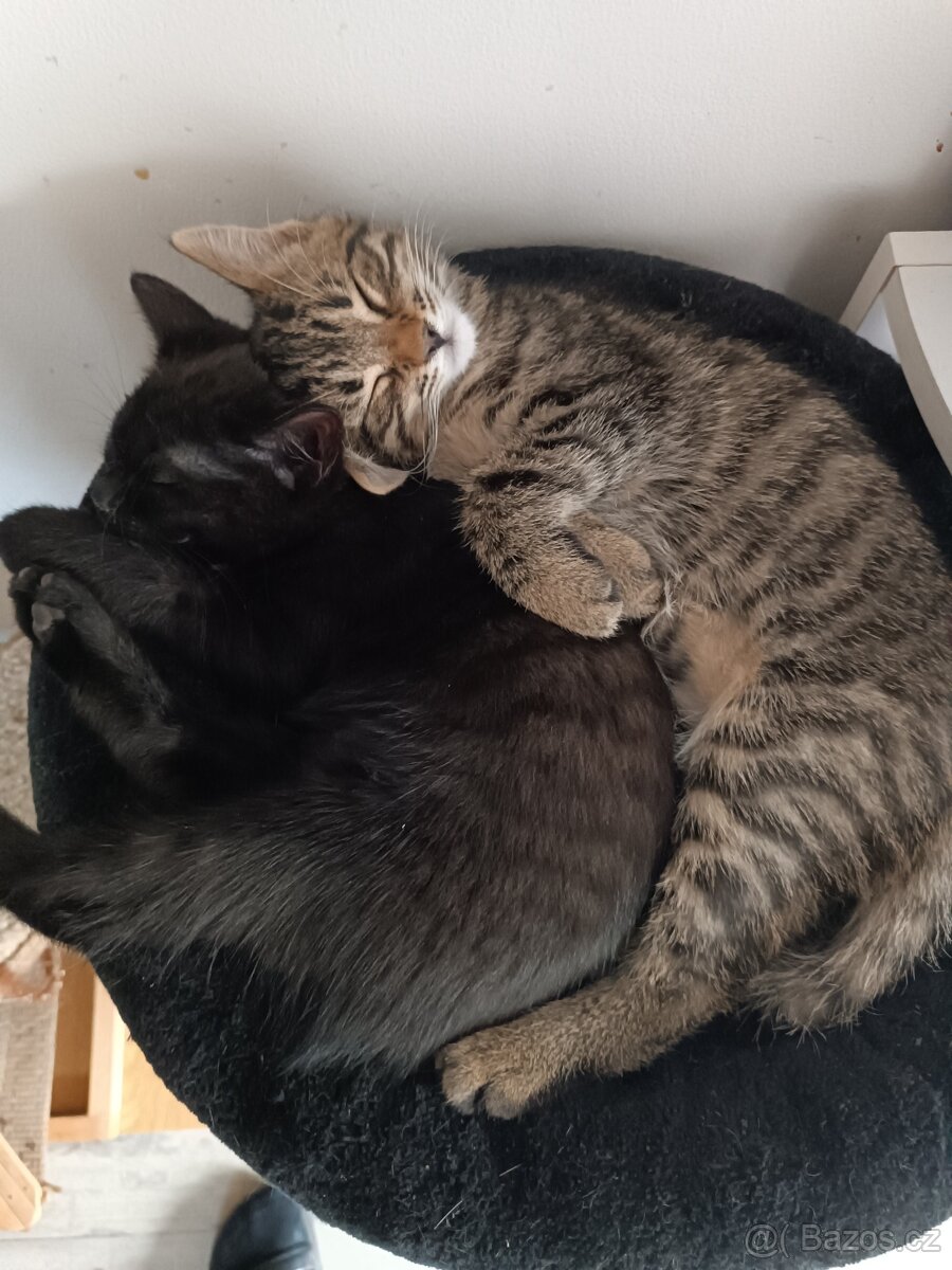 Koťata - 5