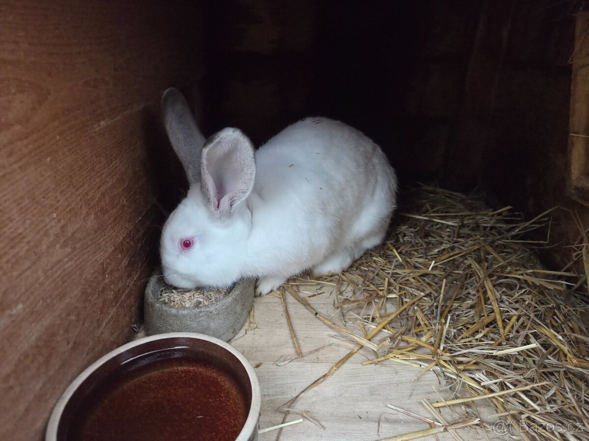 Samci/Samice Králíka - 5