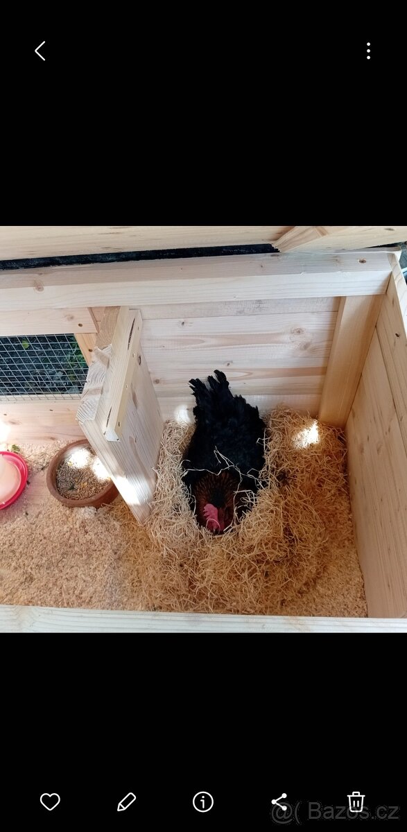 Odchovna, kurníček, pro slepice, křepelky - 5