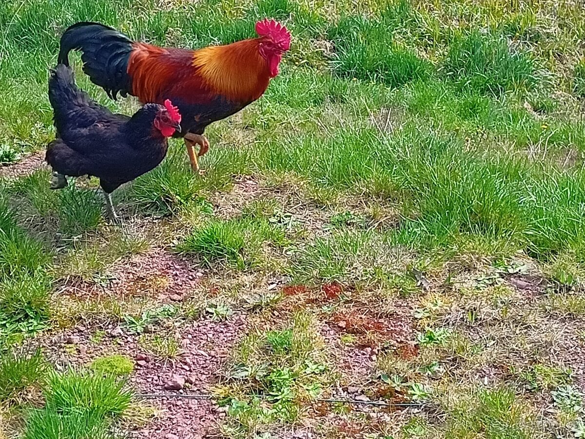 Kohout 🐓 - 5