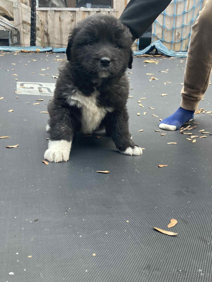 Kavkazský pastevecký - 5