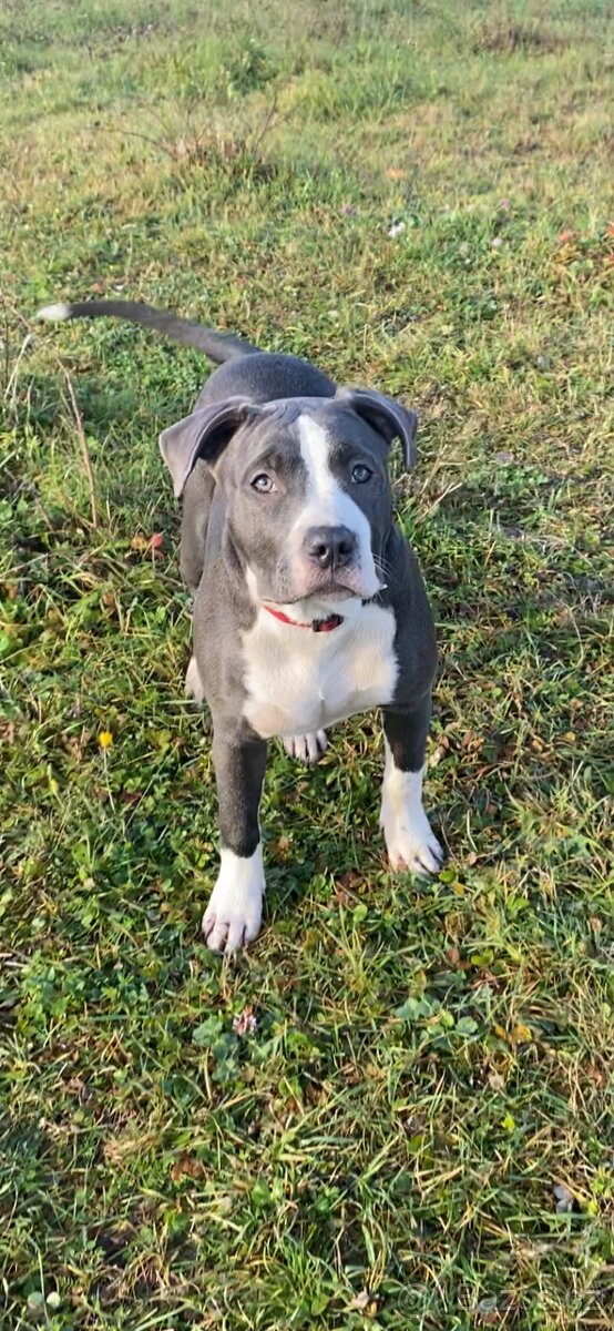 American Bully XL - 5