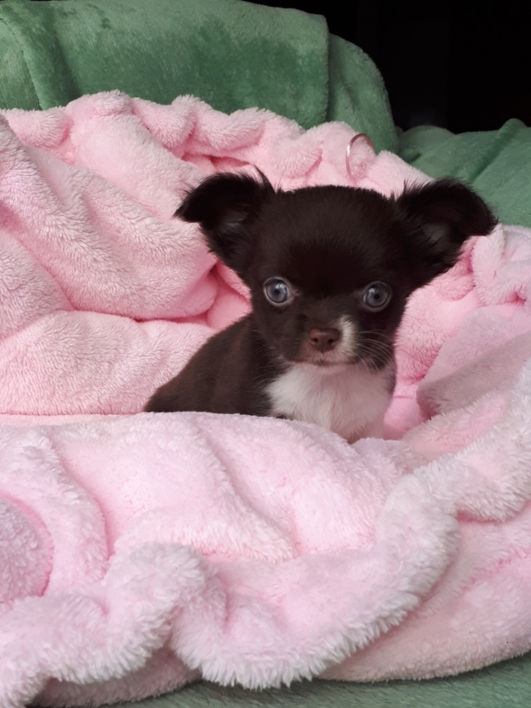 Čivava pejsek s PP - 5