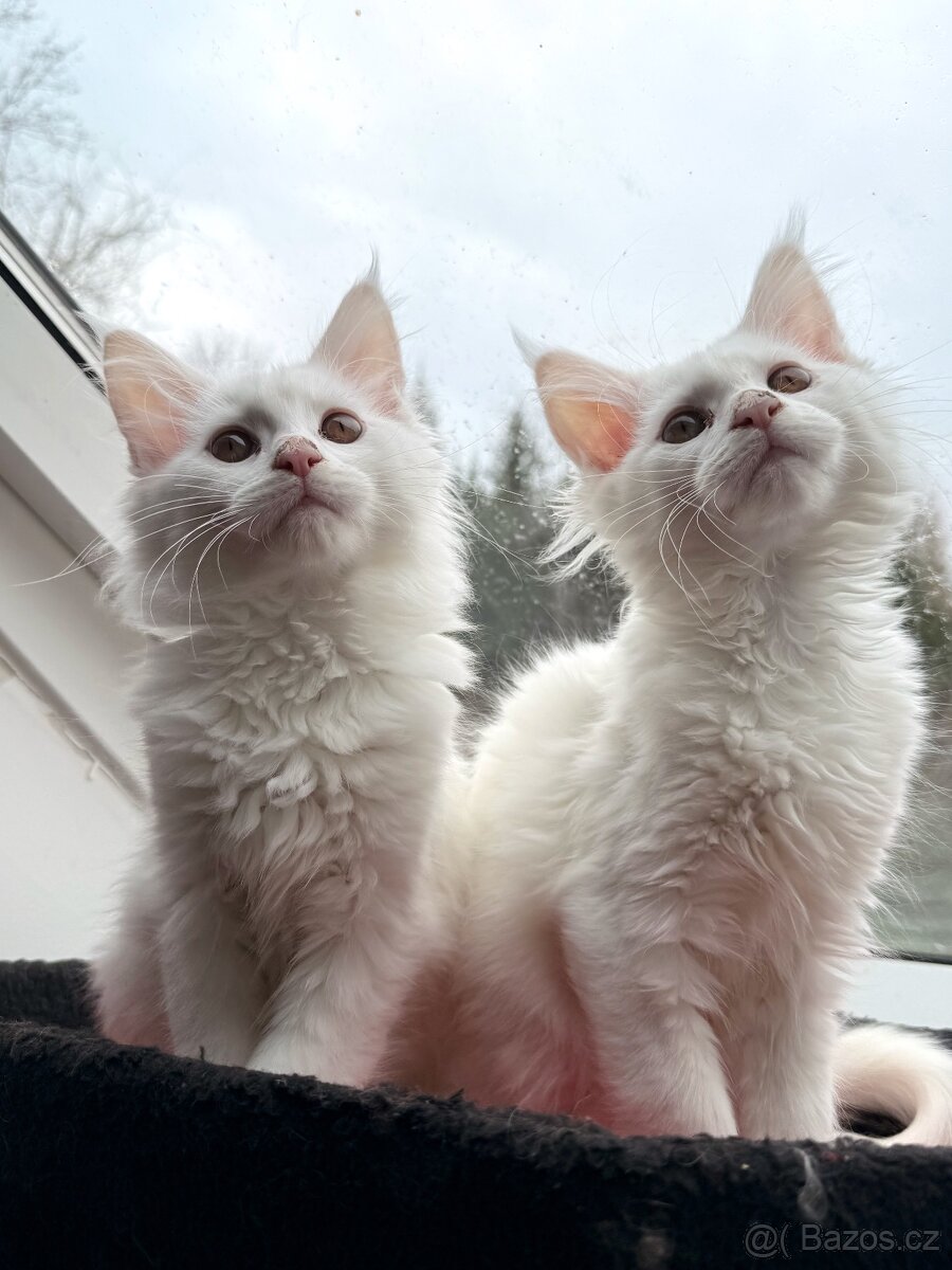 Mainská mývalí bez PP - 5