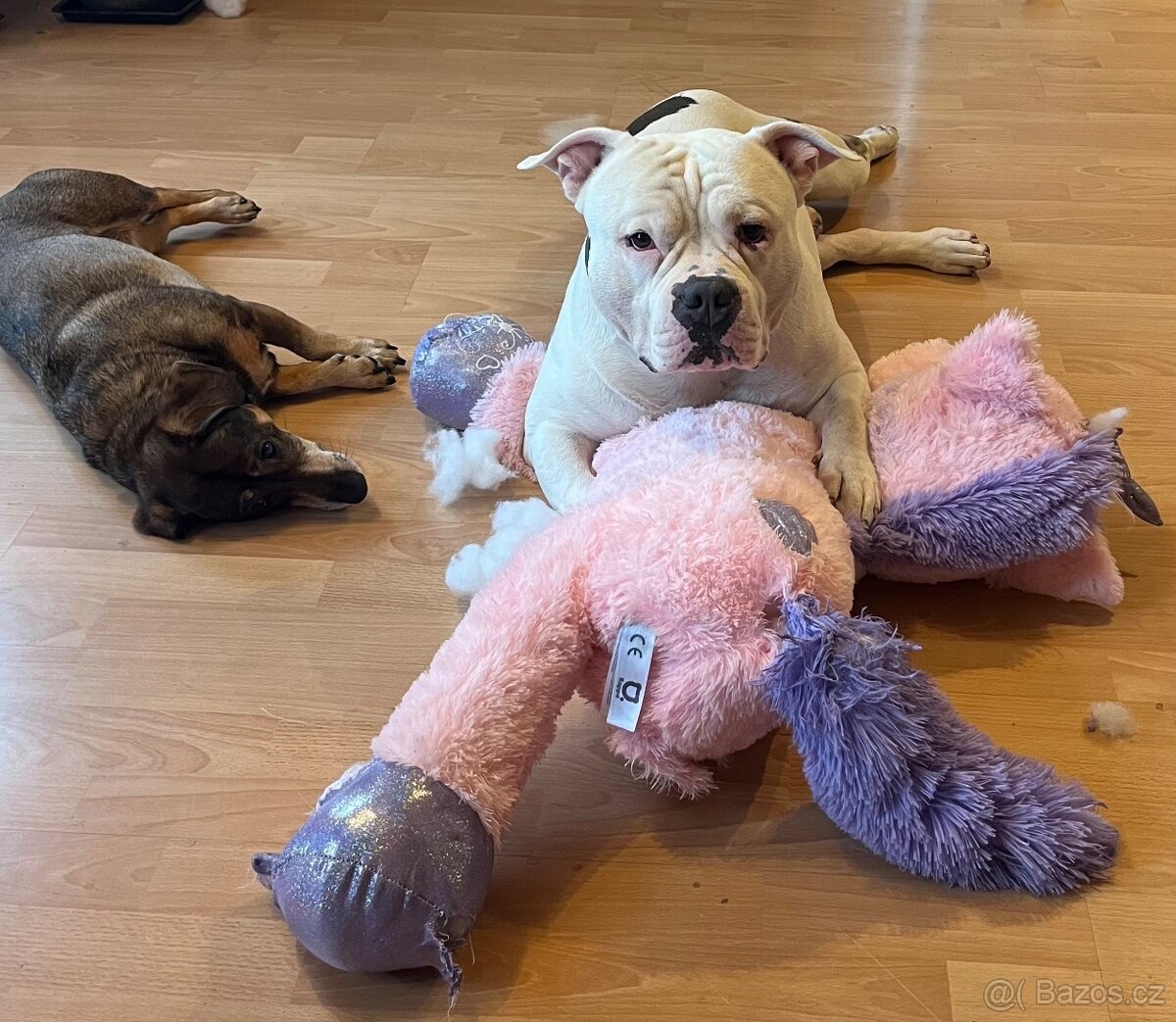 Krytí American Bully standard - 5