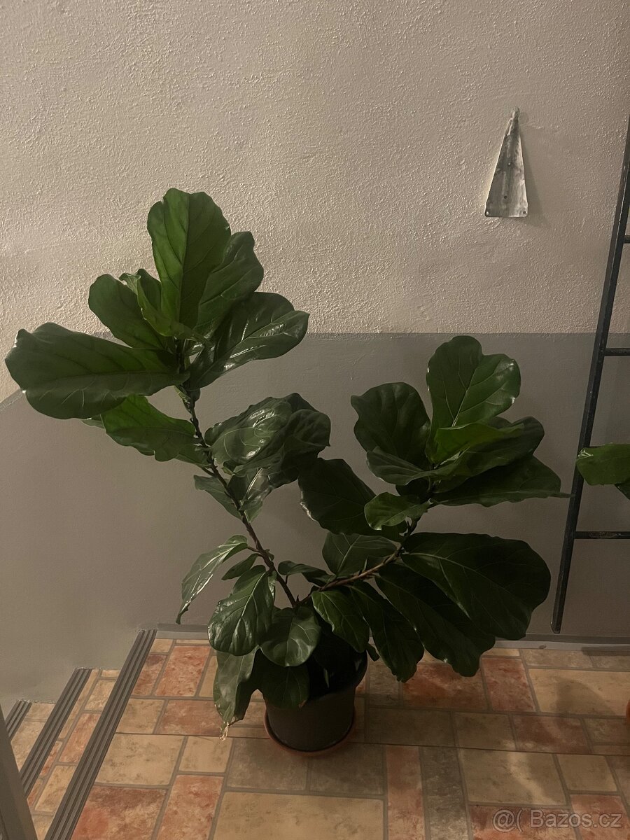 Pokojové rostliny - 5