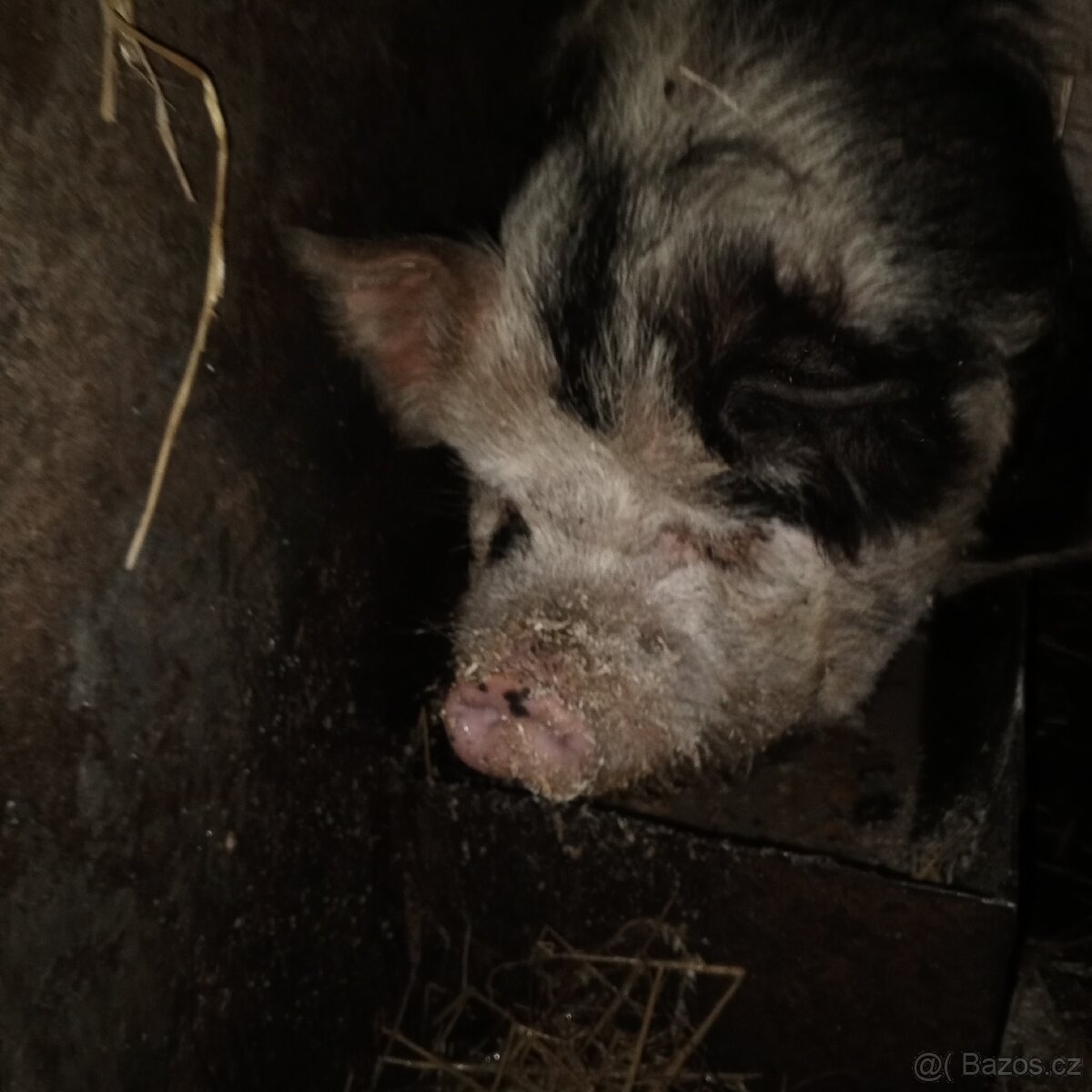 Prodej na chov nebo na maso - 5
