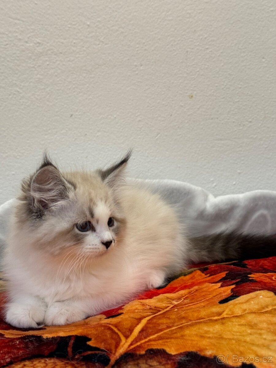 Něvská maškaráda s PP - 5