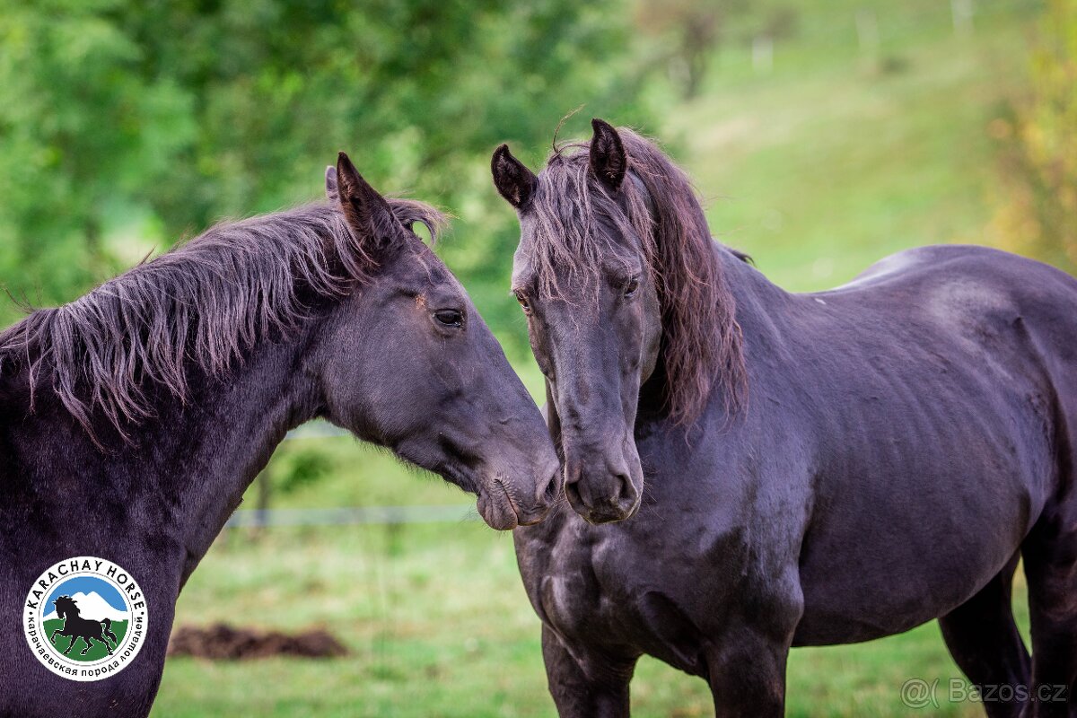Karačajevský kůň | roční valach - 5