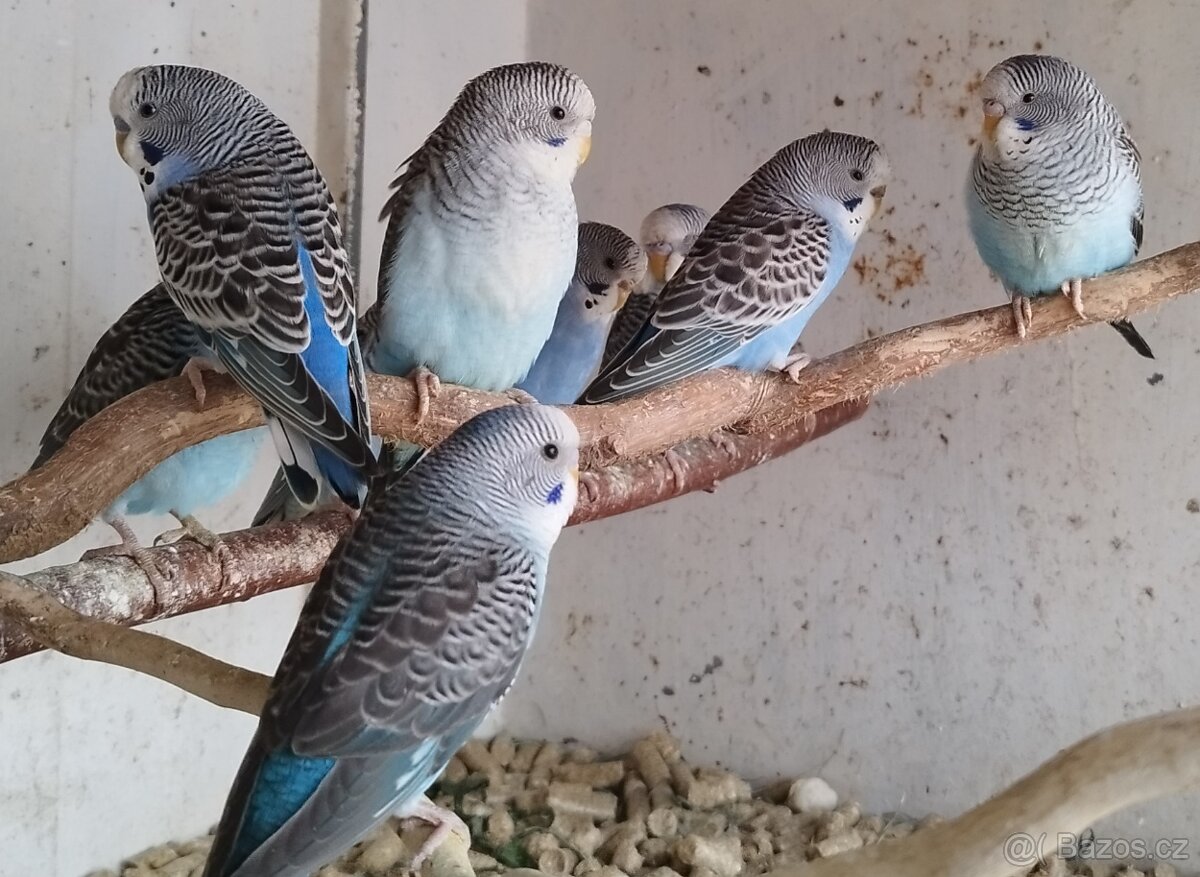 Andulky blackwing 2025 - 5