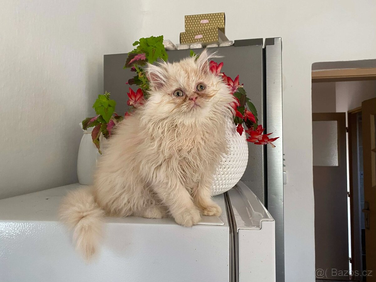 Perská koťátka - 5