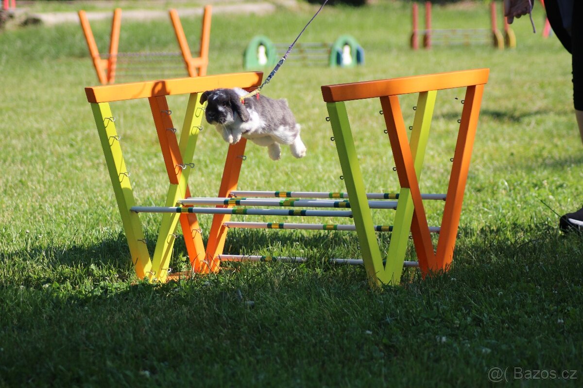 Předvedení králičího hopu - 5