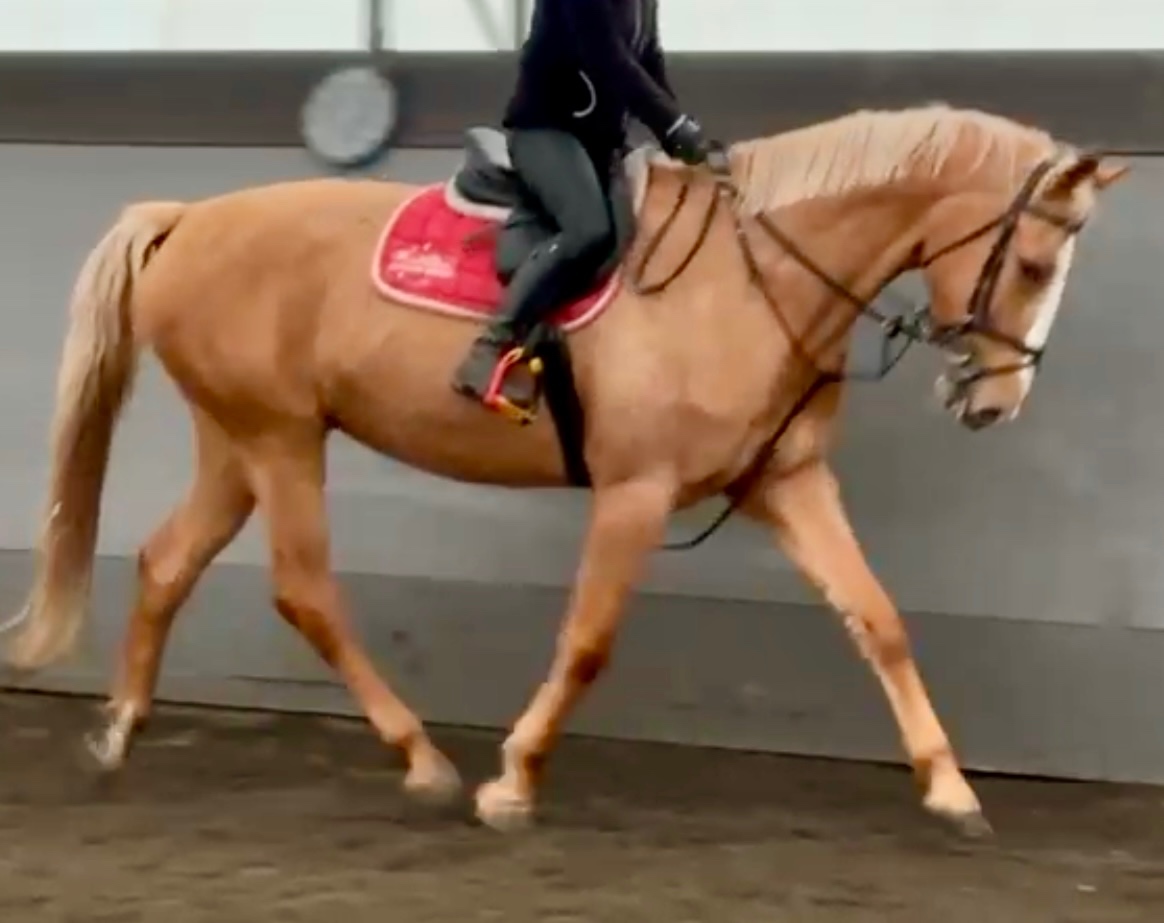 Prodám klisnu CS 12 let - 5