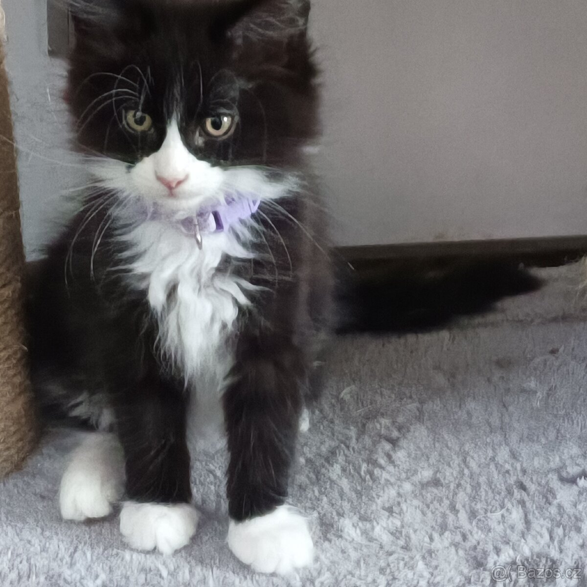 Mainská mývalí koťátka - 5