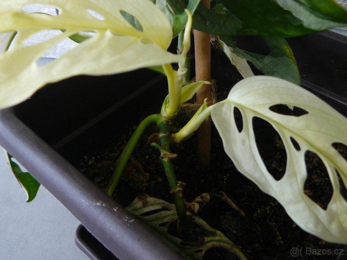 Monstera Adansonii Variegated - 5