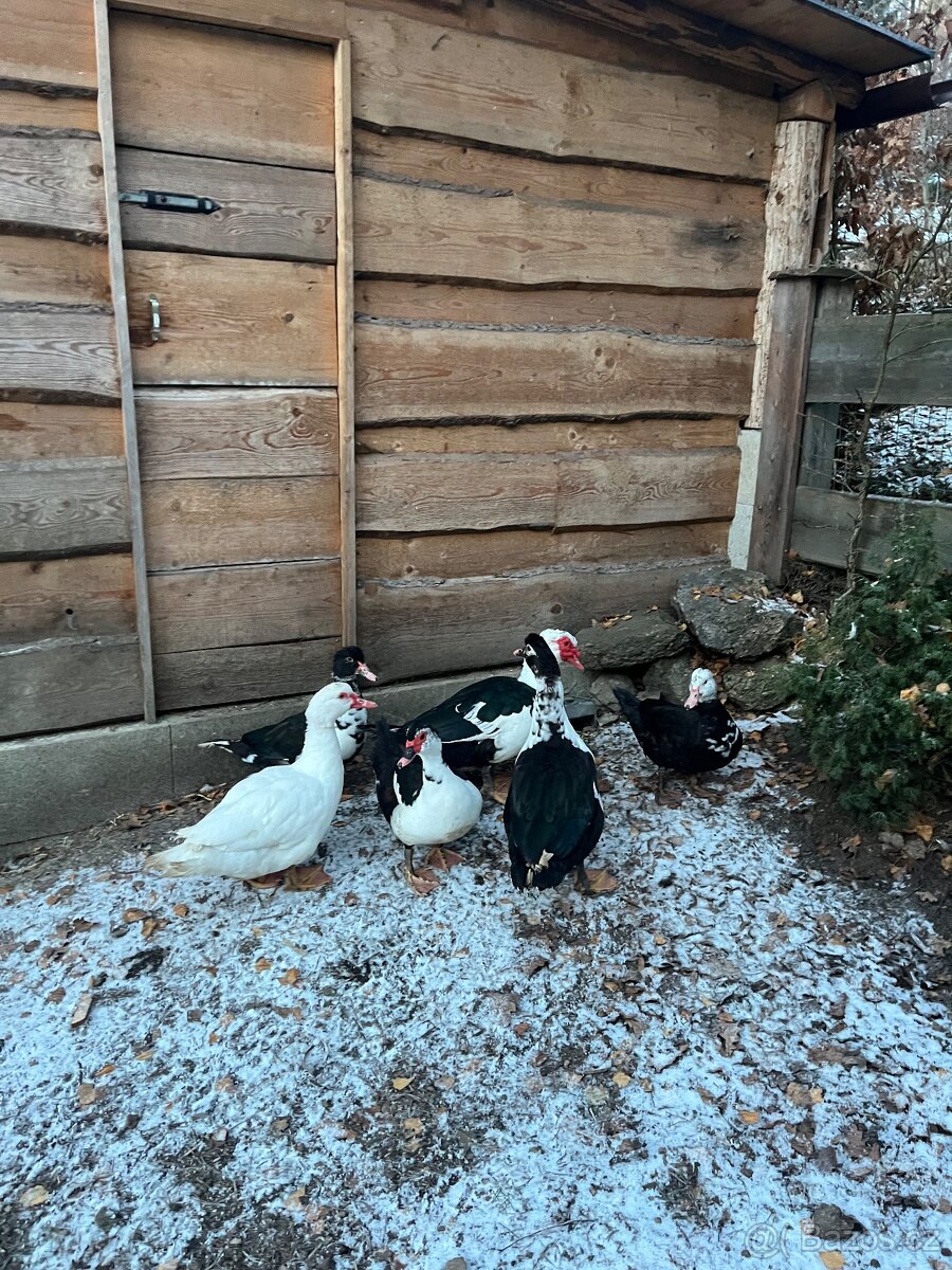 Kachna Pižmová - 5