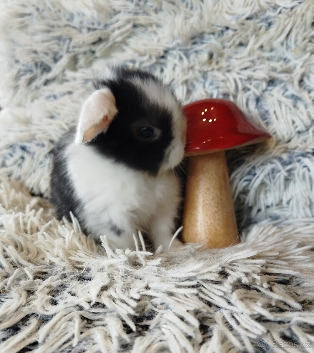 Minilop - anglický zakrslý beránek s VP - 5