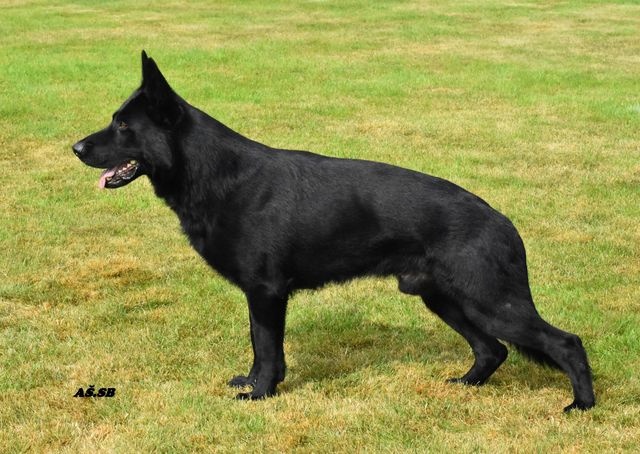 Německý ovčák - 5