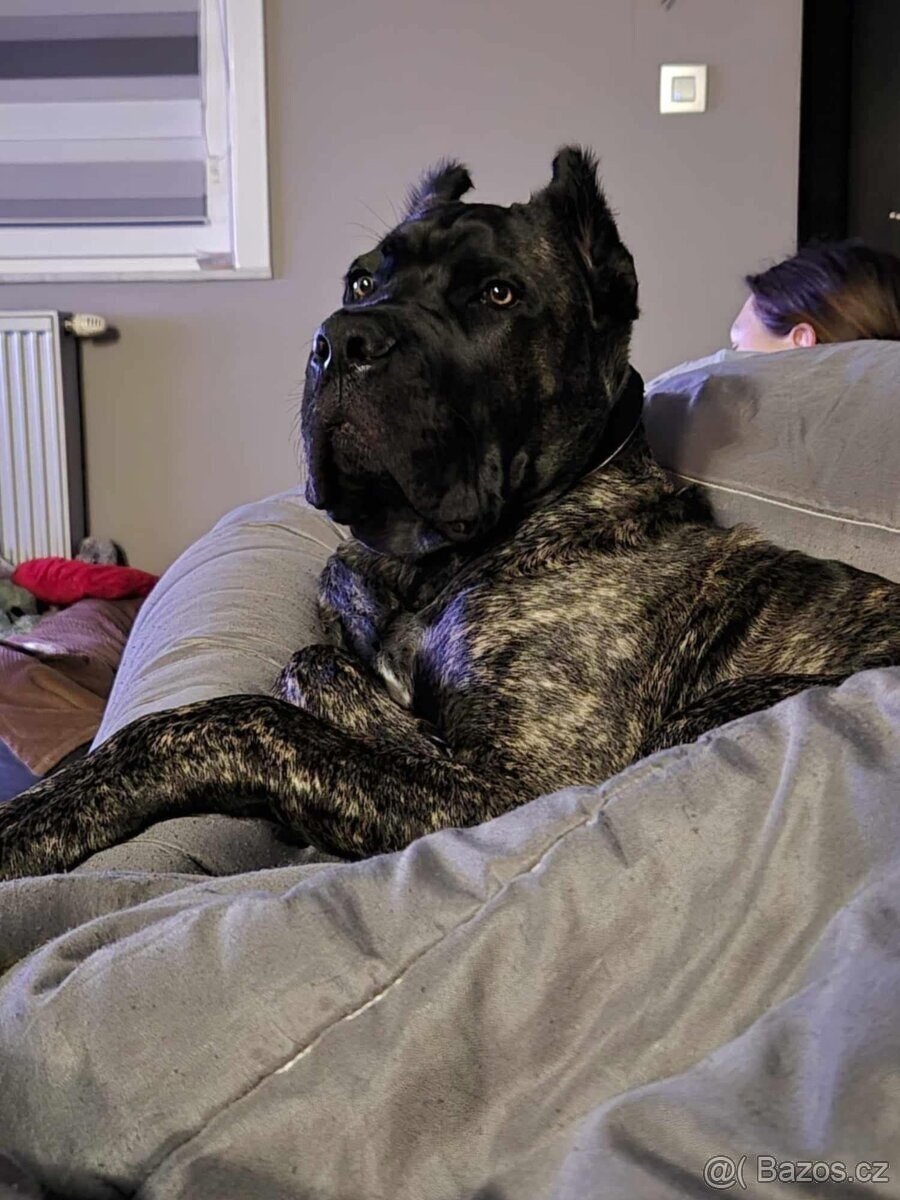Cane Corso s PP FCI - 5