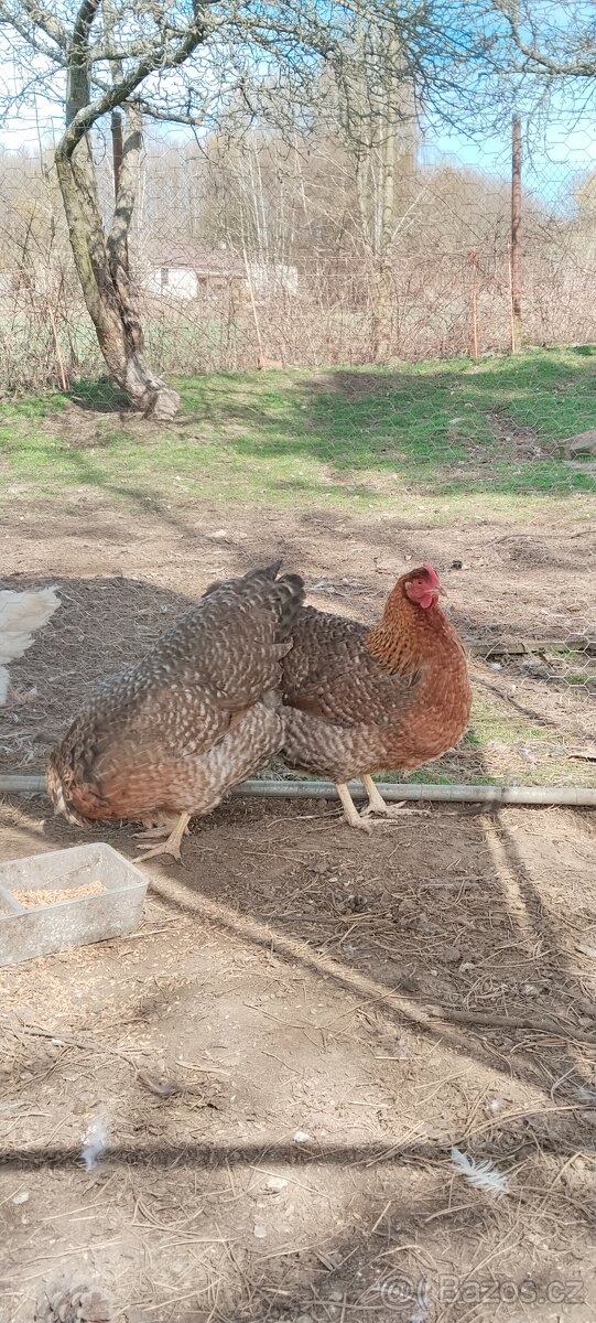 Bielefeldská slepice - 5