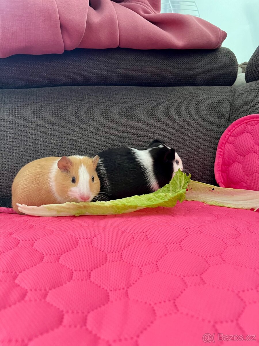 Morčata samičky - 5