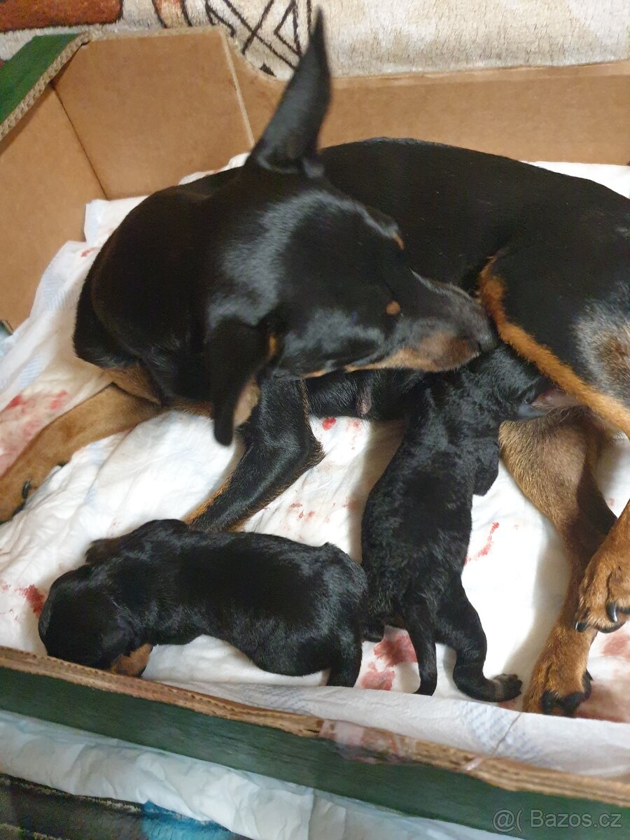 Pražský krysařík - 5