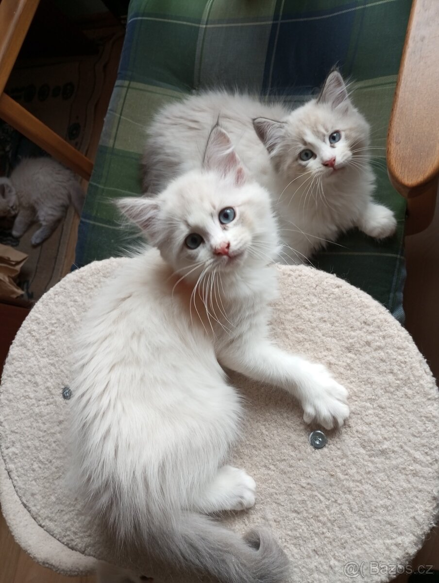 sibiřské koťátko kocourek bez PP - 5