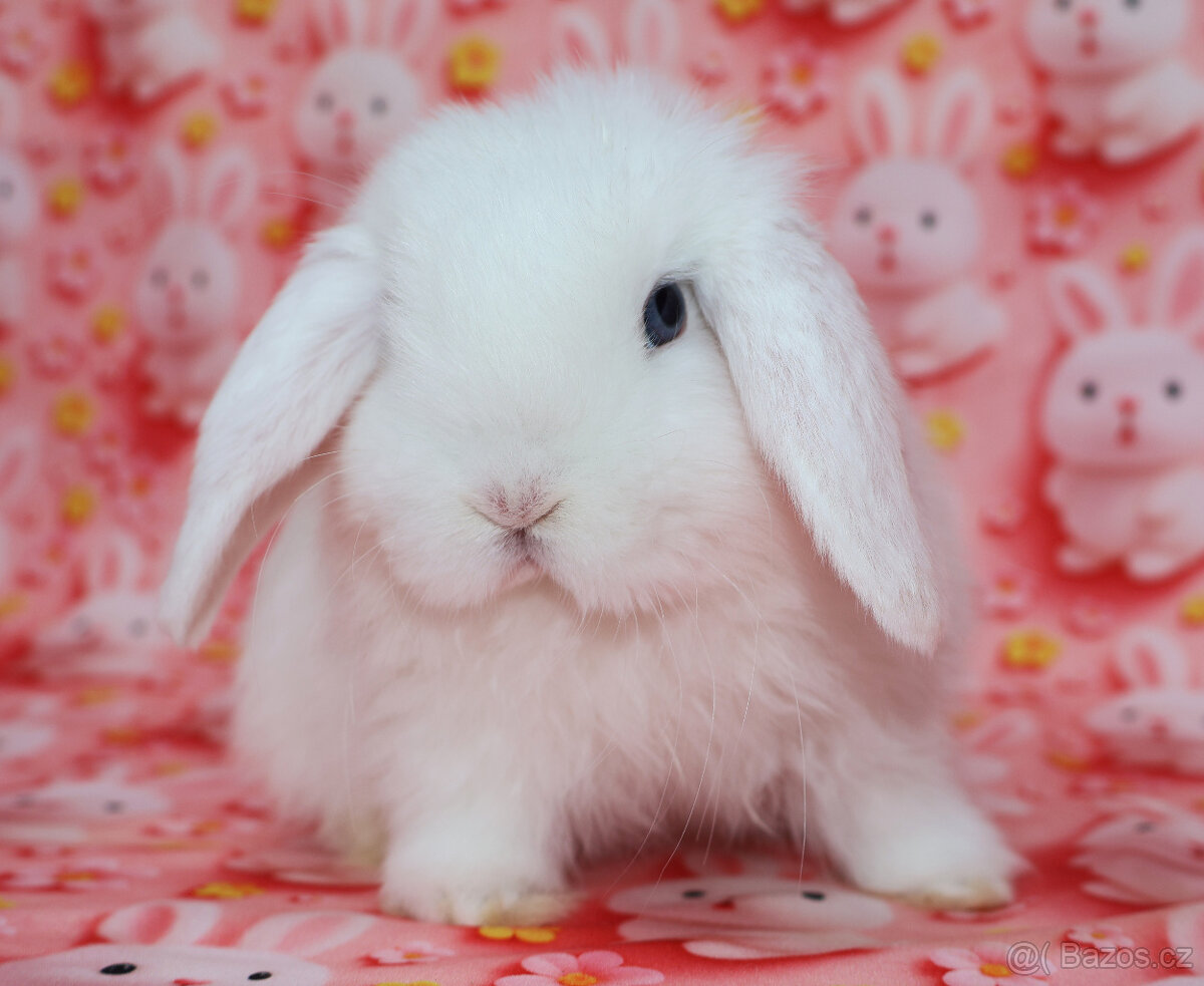 Zakrslý beránek sameček modrooký nyní k odběru. - 5