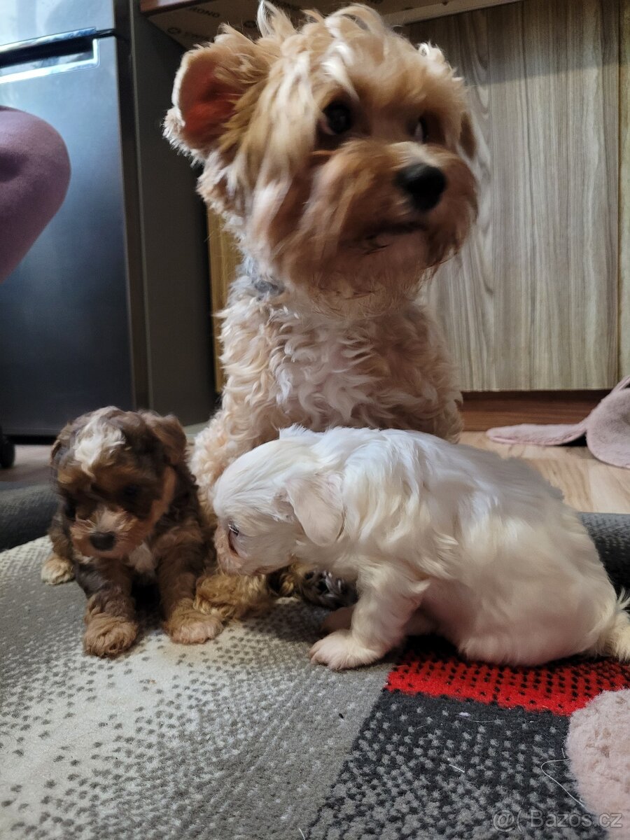 Jorkšírský teriér - 5