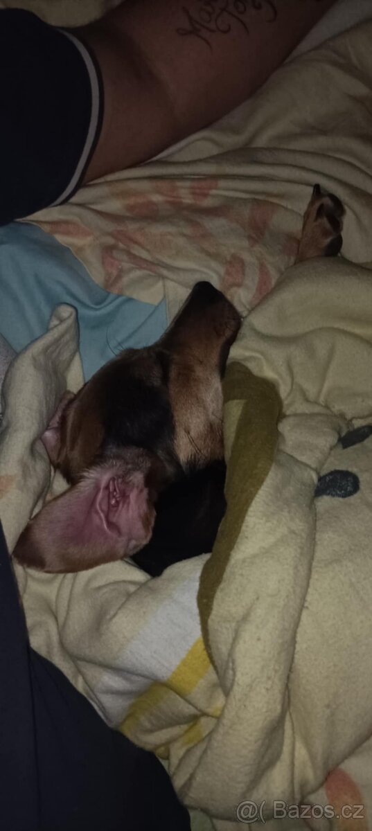 Roční fenka křížence středního vzrůstu. - 5