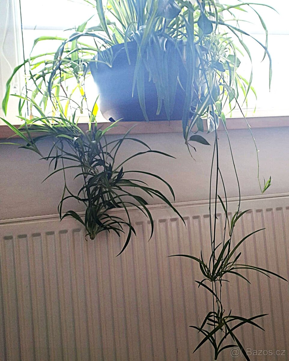 Zelenec + potos – velká pokojová rostlina - 5