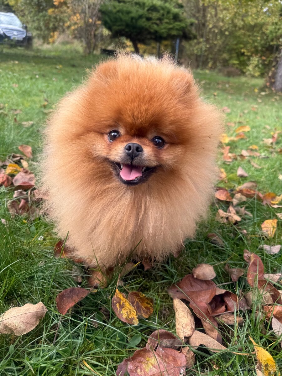 Pomeranian s PP FCI - luxusní štěňátka k rezervaci - 5